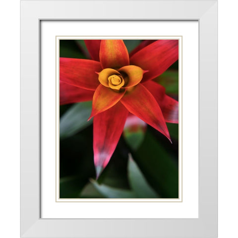 Bromeliad Burst III White Modern Wood Framed Art Print with Double Matting by Johnson, Jason