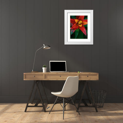 Bromeliad Burst IV White Modern Wood Framed Art Print with Double Matting by Johnson, Jason