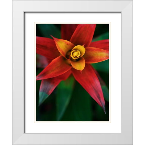 Bromeliad Burst IV White Modern Wood Framed Art Print with Double Matting by Johnson, Jason