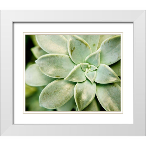 Spring Succulent II White Modern Wood Framed Art Print with Double Matting by Johnson, Jason