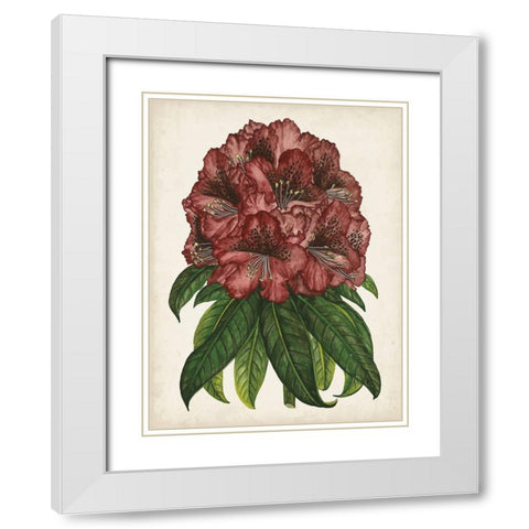 Rhododendron Study I White Modern Wood Framed Art Print with Double Matting by Wang, Melissa