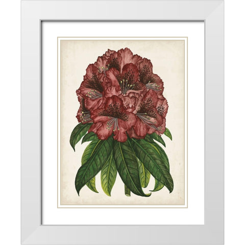 Rhododendron Study I White Modern Wood Framed Art Print with Double Matting by Wang, Melissa