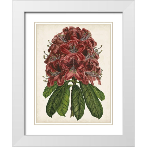 Rhododendron Study II White Modern Wood Framed Art Print with Double Matting by Wang, Melissa