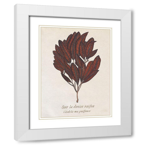 Seaweed Study II White Modern Wood Framed Art Print with Double Matting by Wang, Melissa