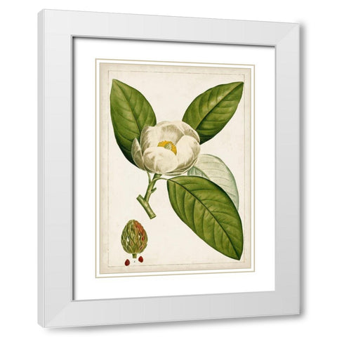 Antique Flowering Trees II White Modern Wood Framed Art Print with Double Matting by Unknown