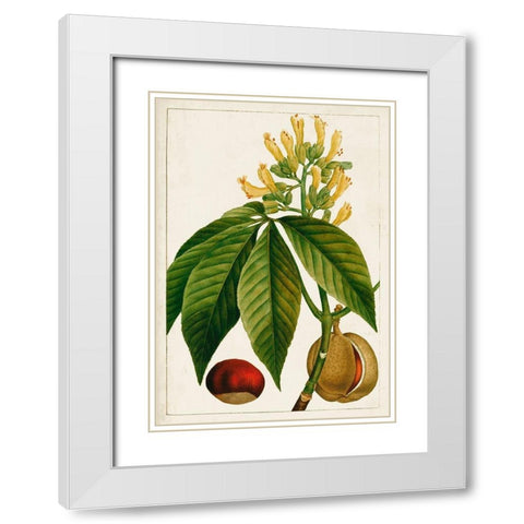 Antique Flowering Trees VI White Modern Wood Framed Art Print with Double Matting by Unknown