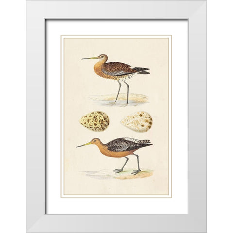 Sandpipers and Eggs IV White Modern Wood Framed Art Print with Double Matting by Morris
