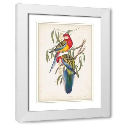 Tropical Parrots IV White Modern Wood Framed Art Print with Double Matting by Gould, John
