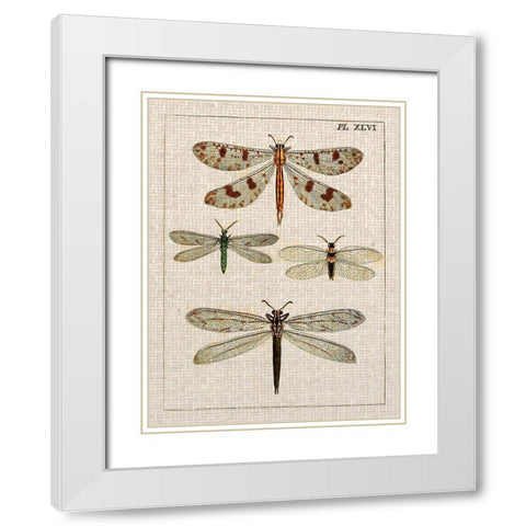 Dragonfly Study I White Modern Wood Framed Art Print with Double Matting by Vision Studio