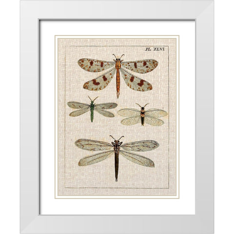 Dragonfly Study I White Modern Wood Framed Art Print with Double Matting by Vision Studio