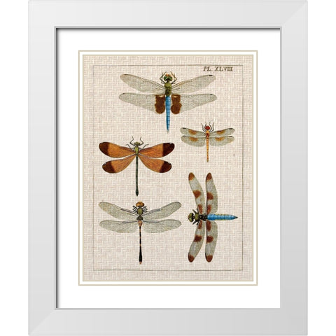 Dragonfly Study II White Modern Wood Framed Art Print with Double Matting by Vision Studio