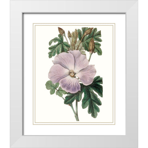 Lavender Beauties I White Modern Wood Framed Art Print with Double Matting by Edwards