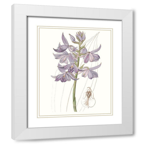 Lavender Beauties III White Modern Wood Framed Art Print with Double Matting by Edwards