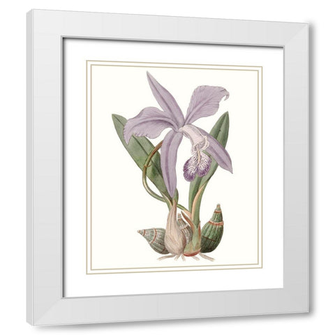 Lavender Beauties IV White Modern Wood Framed Art Print with Double Matting by Edwards