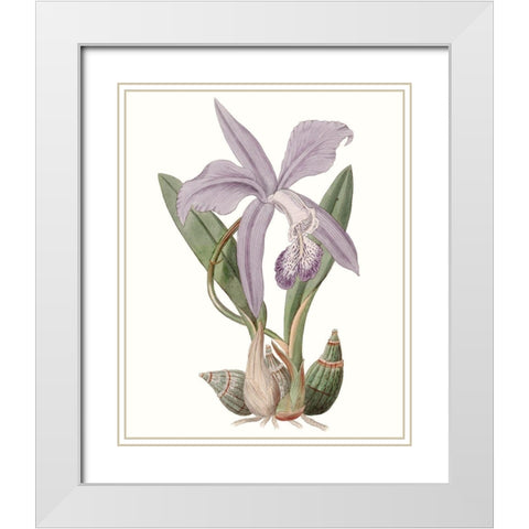 Lavender Beauties IV White Modern Wood Framed Art Print with Double Matting by Edwards