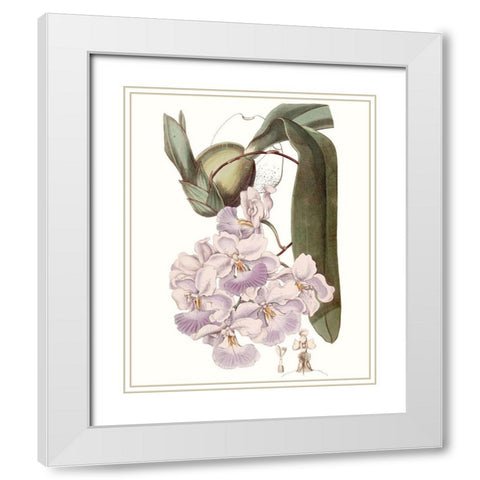 Lavender Beauties V White Modern Wood Framed Art Print with Double Matting by Edwards