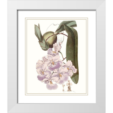 Lavender Beauties V White Modern Wood Framed Art Print with Double Matting by Edwards