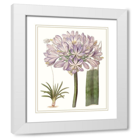 Lavender Beauties VI White Modern Wood Framed Art Print with Double Matting by Edwards
