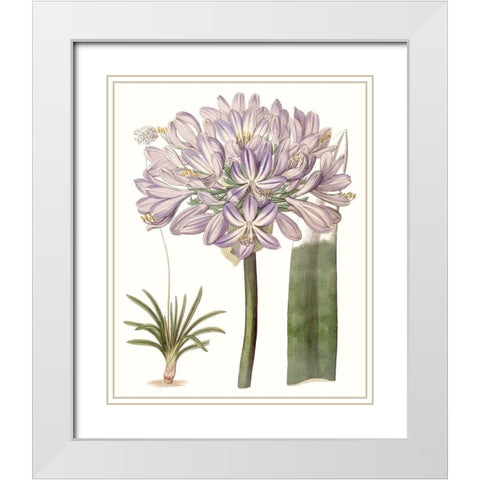 Lavender Beauties VI White Modern Wood Framed Art Print with Double Matting by Edwards