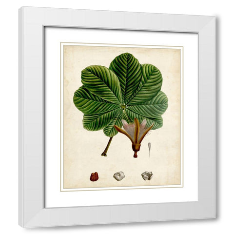 Verdant Foliage II White Modern Wood Framed Art Print with Double Matting by Vision Studio