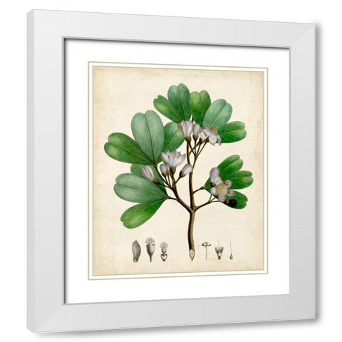 Verdant Foliage III White Modern Wood Framed Art Print with Double Matting by Vision Studio
