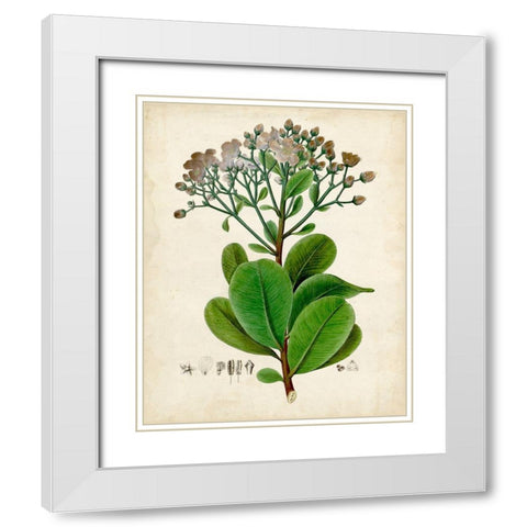Verdant Foliage VIII White Modern Wood Framed Art Print with Double Matting by Vision Studio