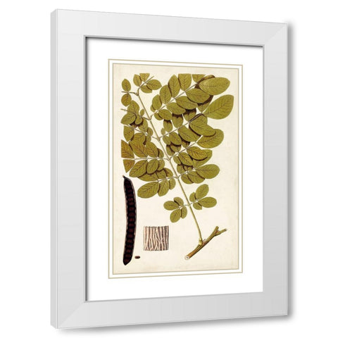 Leaf Varieties I White Modern Wood Framed Art Print with Double Matting by Vision Studio