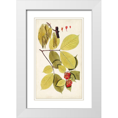 Leaf Varieties II White Modern Wood Framed Art Print with Double Matting by Vision Studio