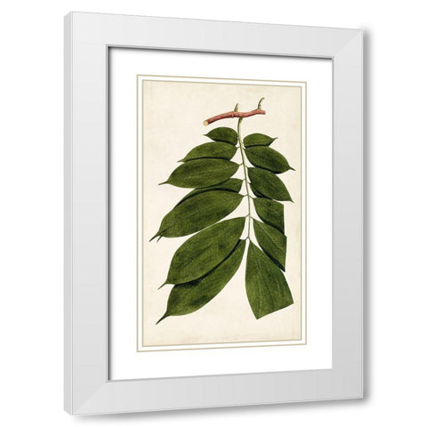 Leaf Varieties III White Modern Wood Framed Art Print with Double Matting by Vision Studio