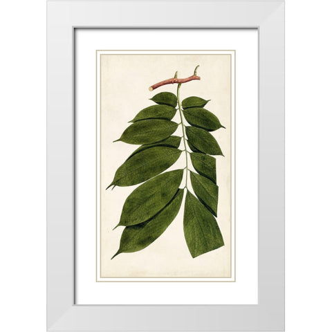 Leaf Varieties III White Modern Wood Framed Art Print with Double Matting by Vision Studio