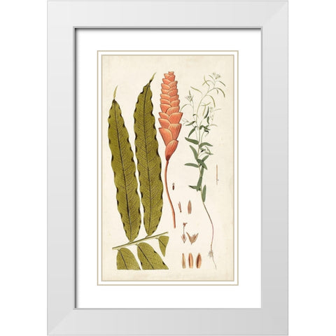 Leaf Varieties VII White Modern Wood Framed Art Print with Double Matting by Vision Studio