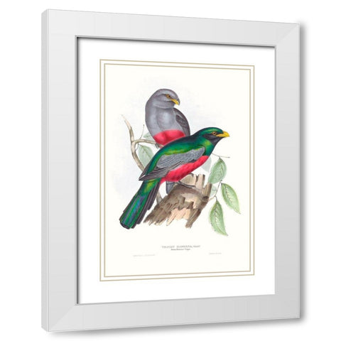 Tropical Trogons III White Modern Wood Framed Art Print with Double Matting by Gould, John