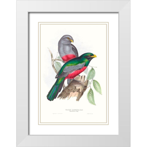 Tropical Trogons III White Modern Wood Framed Art Print with Double Matting by Gould, John