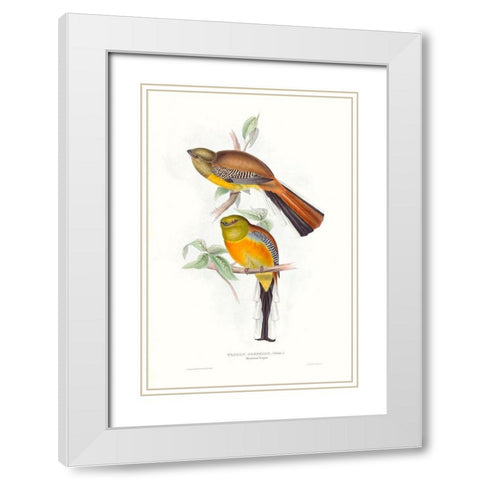 Tropical Trogons VI White Modern Wood Framed Art Print with Double Matting by Gould, John