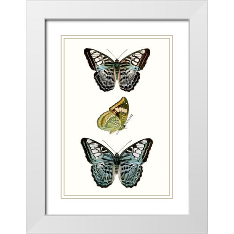 Butterfly Specimen I White Modern Wood Framed Art Print with Double Matting by Vision Studio