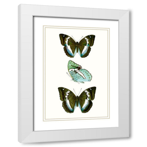 Butterfly Specimen II White Modern Wood Framed Art Print with Double Matting by Vision Studio