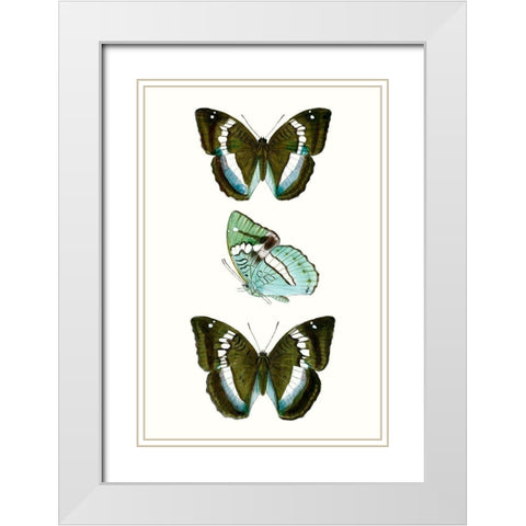 Butterfly Specimen II White Modern Wood Framed Art Print with Double Matting by Vision Studio
