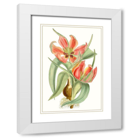 Curtis Tulips I White Modern Wood Framed Art Print with Double Matting by Curtis