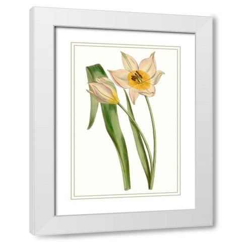 Curtis Tulips III White Modern Wood Framed Art Print with Double Matting by Curtis