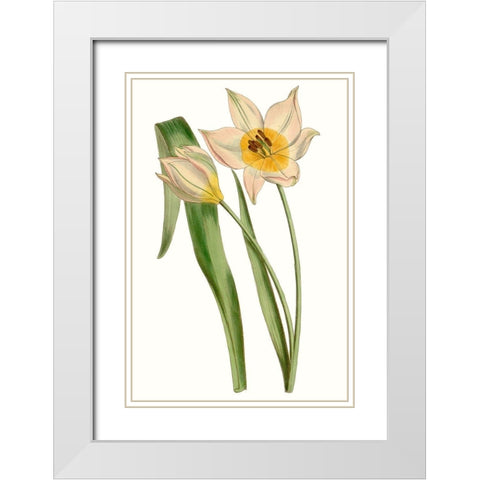 Curtis Tulips III White Modern Wood Framed Art Print with Double Matting by Curtis