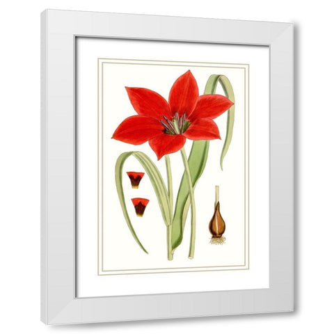 Curtis Tulips IV White Modern Wood Framed Art Print with Double Matting by Curtis