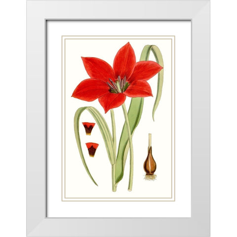 Curtis Tulips IV White Modern Wood Framed Art Print with Double Matting by Curtis
