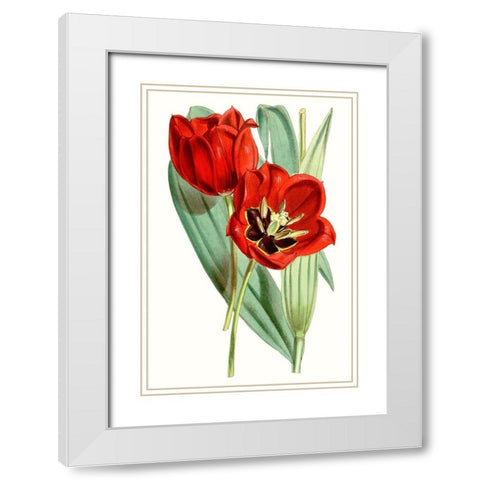 Curtis Tulips V White Modern Wood Framed Art Print with Double Matting by Curtis