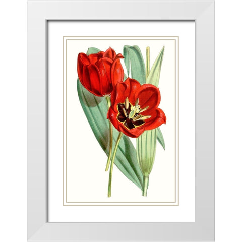 Curtis Tulips V White Modern Wood Framed Art Print with Double Matting by Curtis