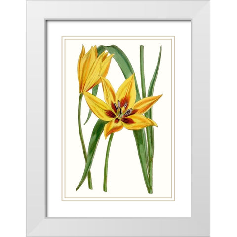 Curtis Tulips VI White Modern Wood Framed Art Print with Double Matting by Curtis