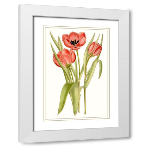 Curtis Tulips VII White Modern Wood Framed Art Print with Double Matting by Curtis