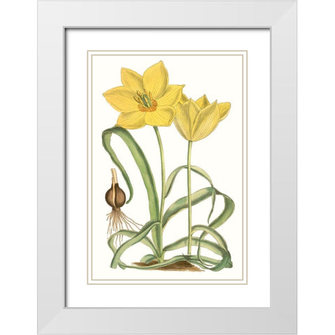 Curtis Tulips VIII White Modern Wood Framed Art Print with Double Matting by Curtis