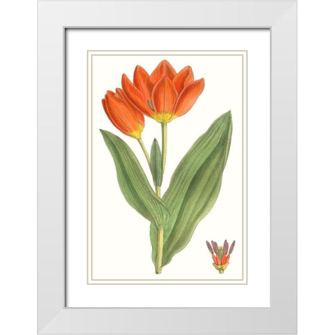 Curtis Tulips IX White Modern Wood Framed Art Print with Double Matting by Curtis