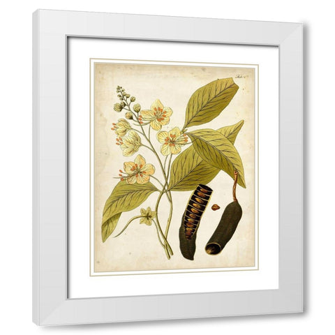 Horticultural Specimen II White Modern Wood Framed Art Print with Double Matting by Unknown