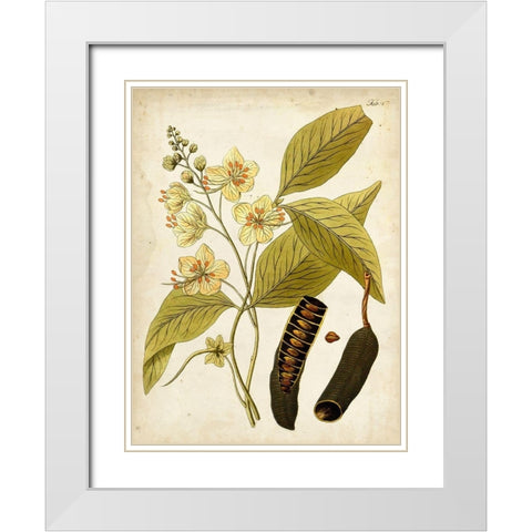 Horticultural Specimen II White Modern Wood Framed Art Print with Double Matting by Unknown